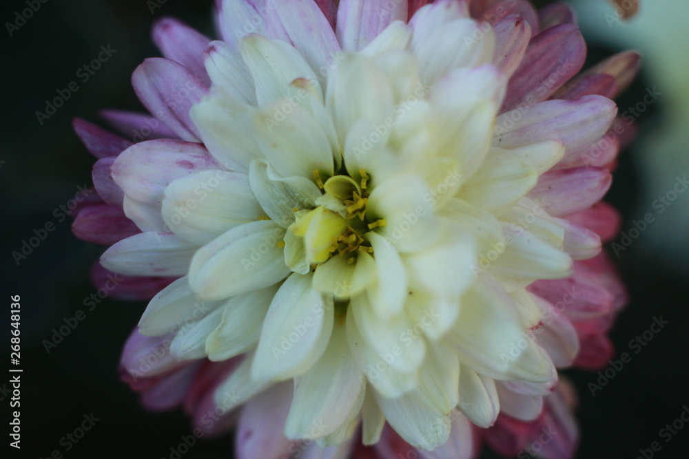 close-up macro image of pink and white delicate soft twisted petals of a chysanthemum flower in a garden, rural New South Wales, Australia