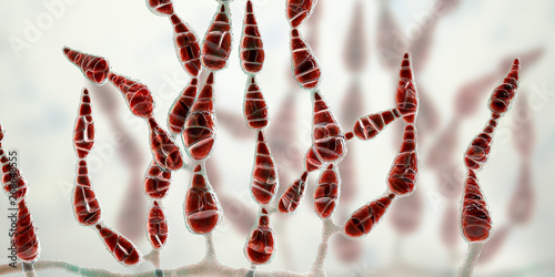 Mold Alternaria alternata, allergic fungus, 3D illustration. Alternaria is the causative agent of plant diseases, is common indoor mold and causes allergy, asthma, onychomycosis, sinusitis photo