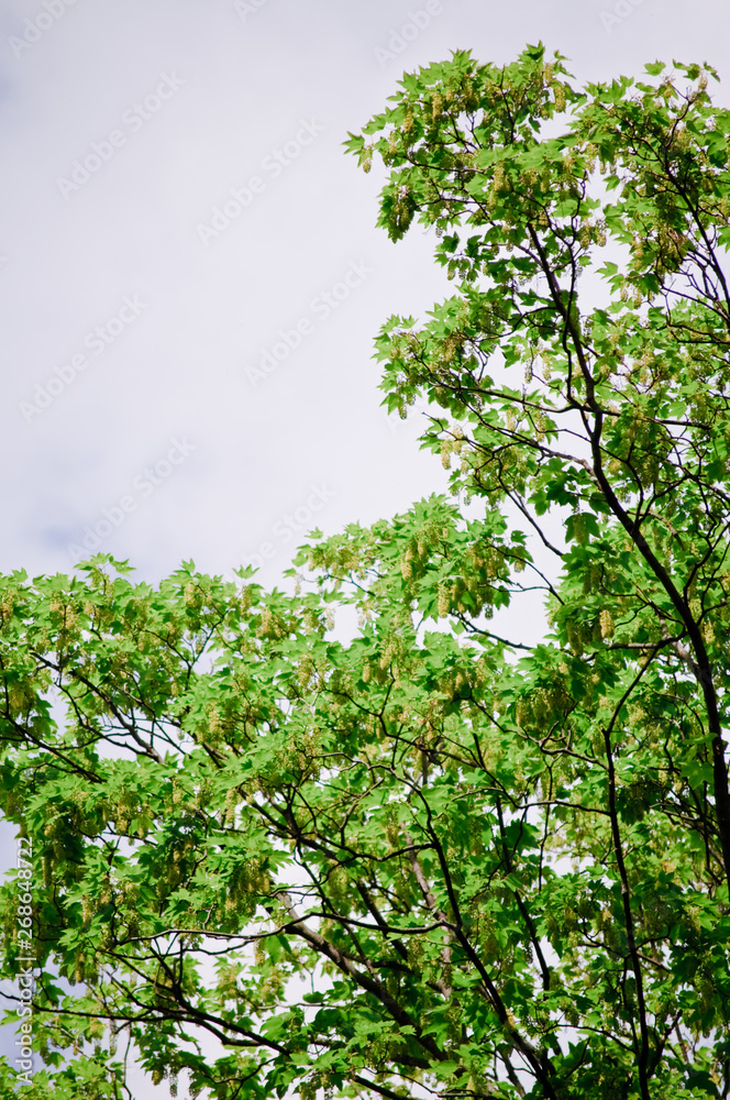 trees with green leaves and a blue sky on a sunny day