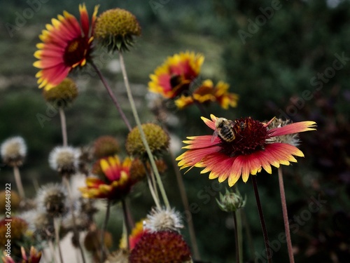 abeilles butineuses