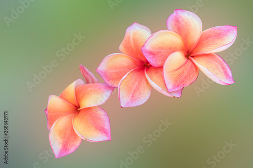 Beautiful frangipani flowers on a blurred background