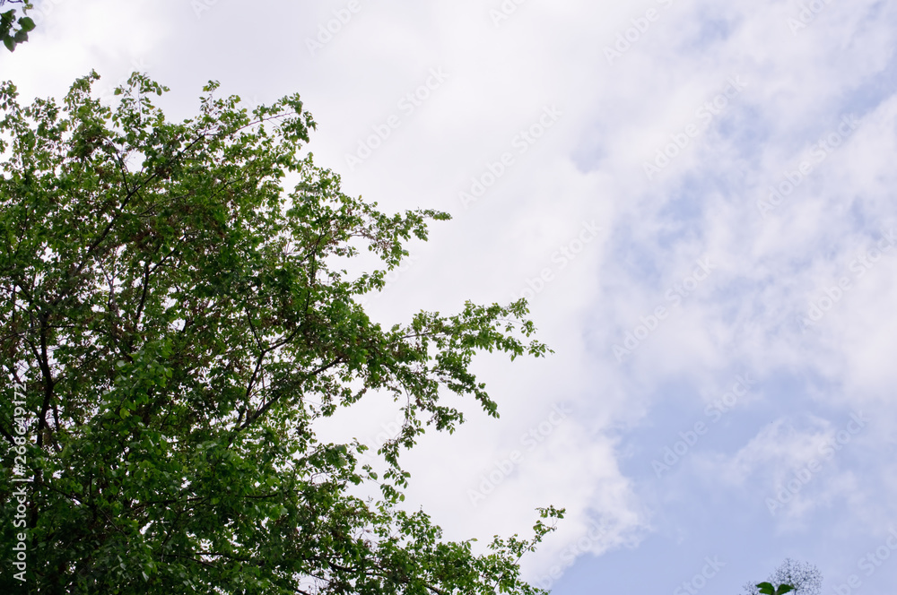 Fototapeta premium trees with green leaves and a blue sky on a sunny day