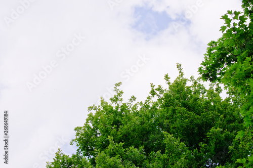trees with green leaves and a blue sky on a sunny day