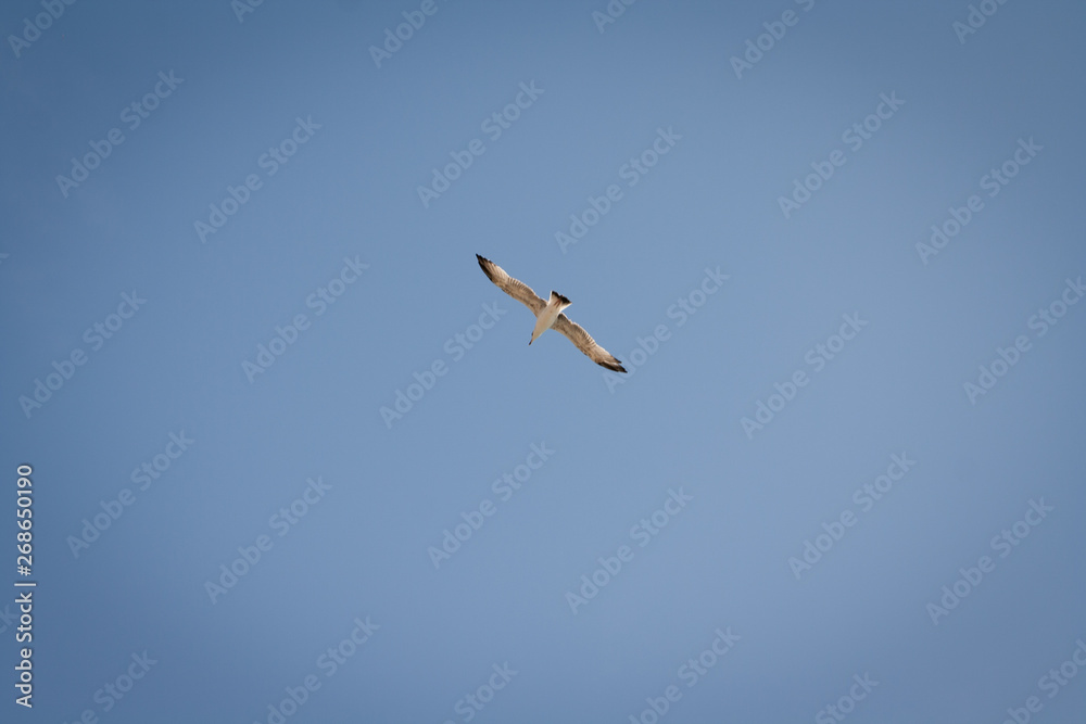 Hering gull flying against blue sky in Bulgary. Hering gull flying against blue sky in Bulgary.