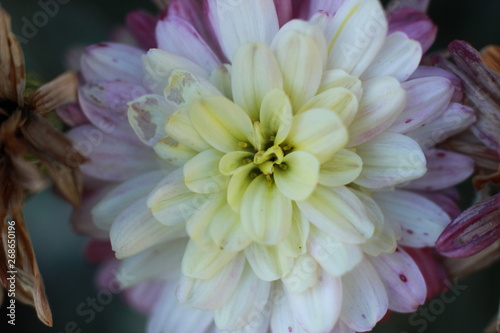 close-up macro image of pink and white delicate soft twisted petals of a chysanthemum flower in a garden, rural New South Wales, Australia photo