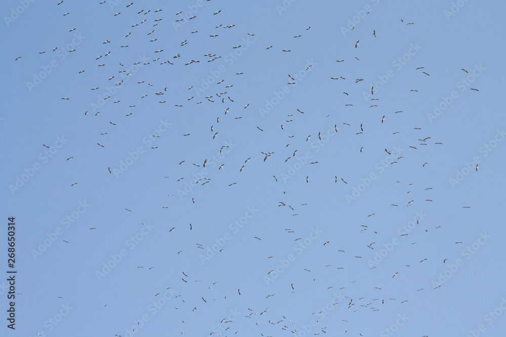 Flying black-headed seagulls against the sky Flying black-headed seagulls against the sky