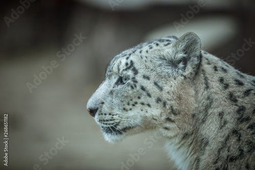 Snow Leopard