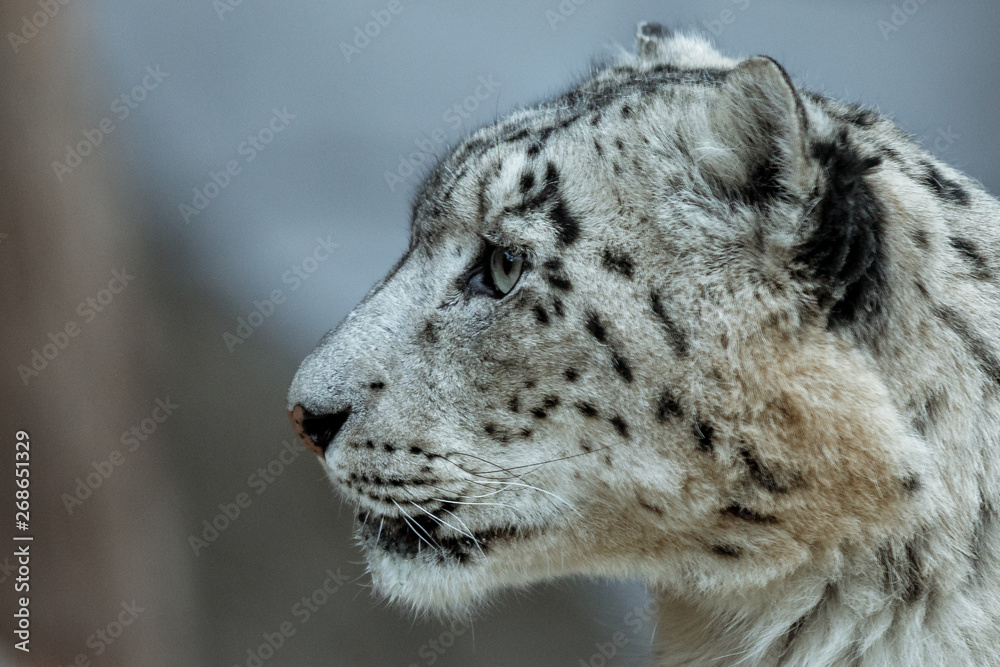 Snow Leopard