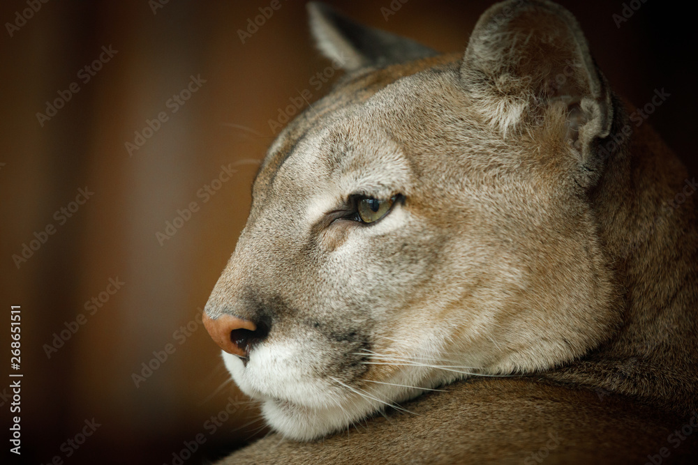 Naklejka premium puma