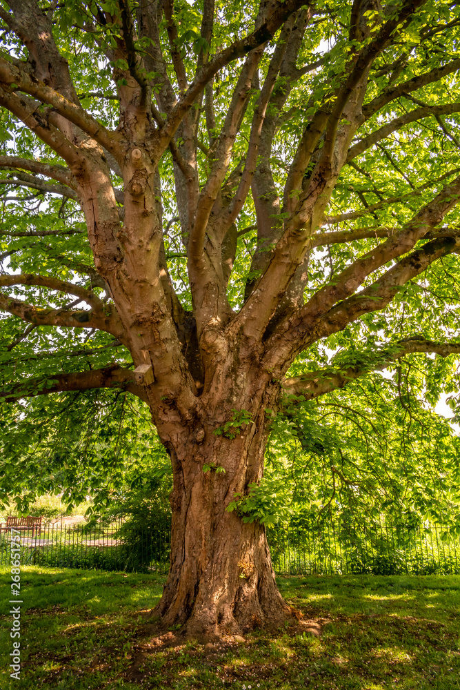 Ancient Tree Ancient Tree