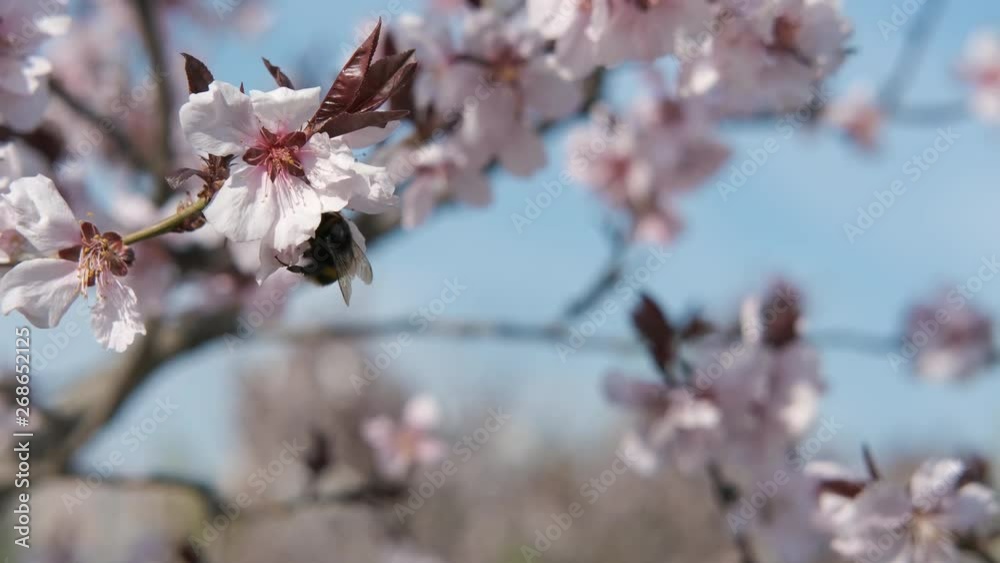 Bee on the sakura. Blooming tree branch against the sky. Bee on the sakura. Blooming tree branch against the sky.