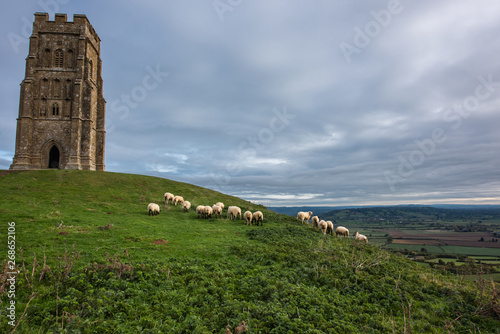 Glastonbury Tor Sheep