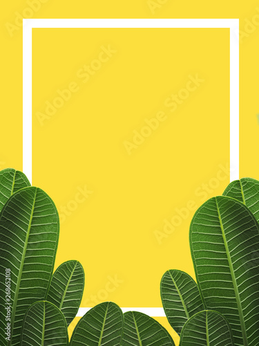 colour border with green leaf nature for taxt and background photo