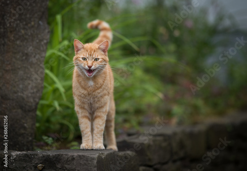 tabby red ginger cat standing on mural meowing and looking at camera