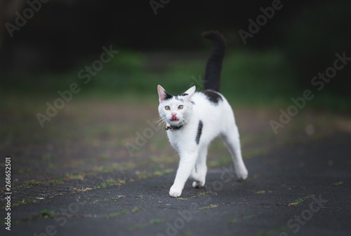 black and white domestic shorthair cat running on the sidewalk looking at camera and sticking out tongue