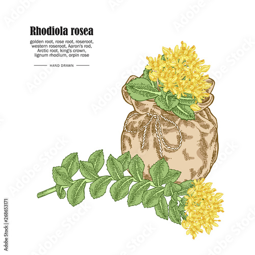 Rhodiola rosea or golden root branch isolated on white background. Medical and cosmetic herbs. Vector illustration hand drawn.