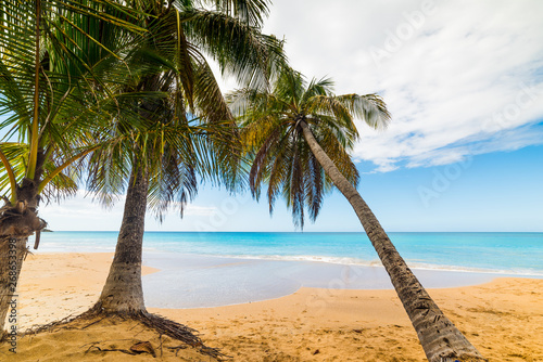 Golden sand and palm trees in La Perle beach in Guadeloupe