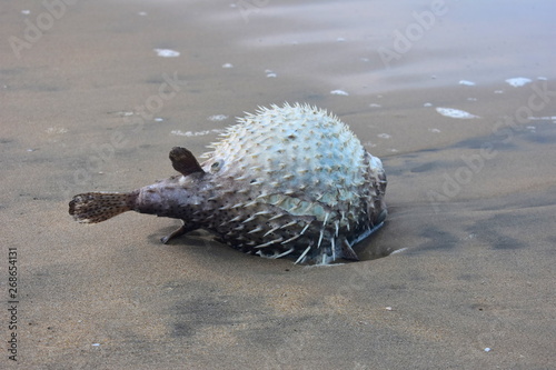 The hedgehog seahorse (Hippocampus spinosissimus) - a species of fish of the family Syngnathidae photo