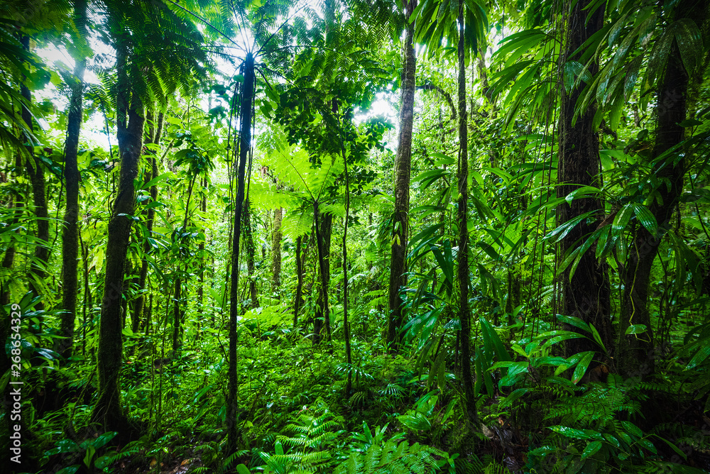 Gęsta roślinność w dżungli na Gwadelupie <span>plik: #268654329 | autor: Gabriele Maltinti</span>