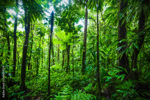 Thick vegetation in Guadeloupe jungle photo