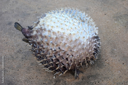 The hedgehog seahorse (Hippocampus spinosissimus) - a species of fish of the family Syngnathidae photo