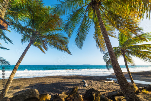 Palm trees in Grande Anse beach in Guadeloupe