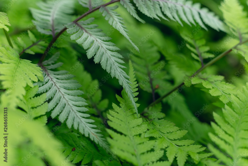 Japanese ferns in teh woods in the Spring Japanese ferns in teh woods in the Spring
