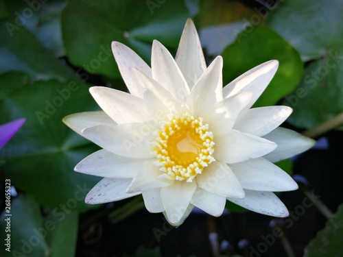 White water lily in a little basin 