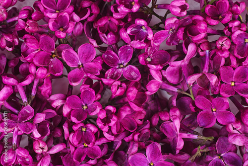 Purple lilac flowers as a background