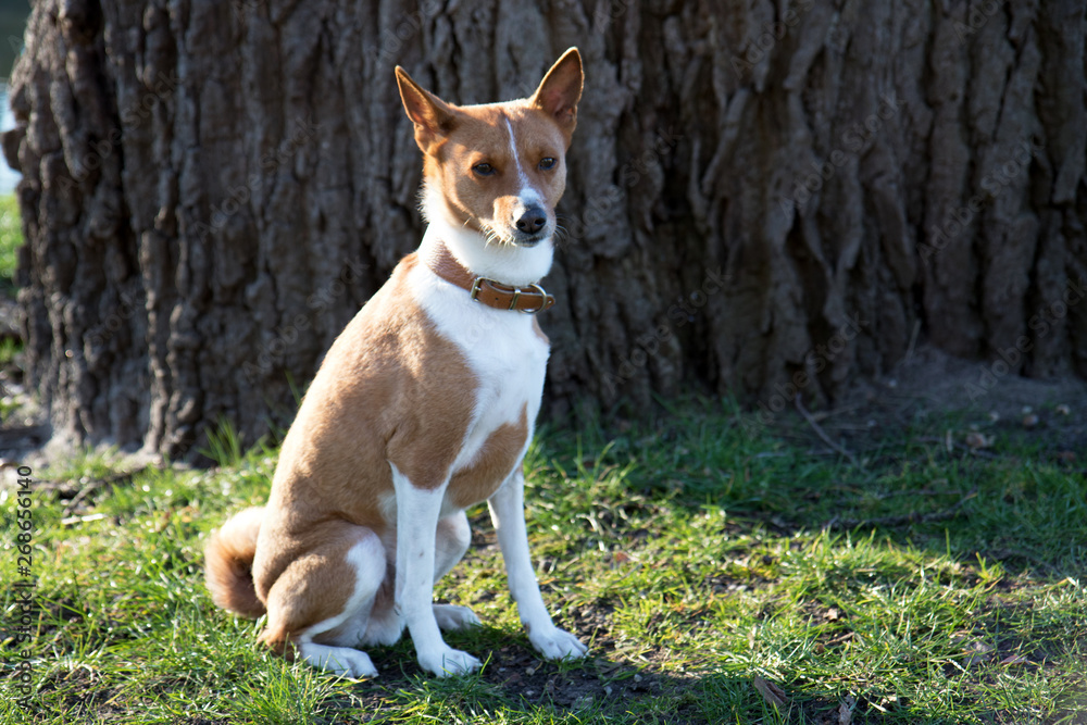 seiten ansicht auf einen zwei farbigen jack russell auf einer gras fläche sitzend in meppen emsland deutschland fotografiert während eines spaziergangs in der natur seiten ansicht auf einen zwei farbigen jack russell auf einer gras fläche sitzend in meppen emsland deutschland fotografiert während eines spaziergangs in der natur