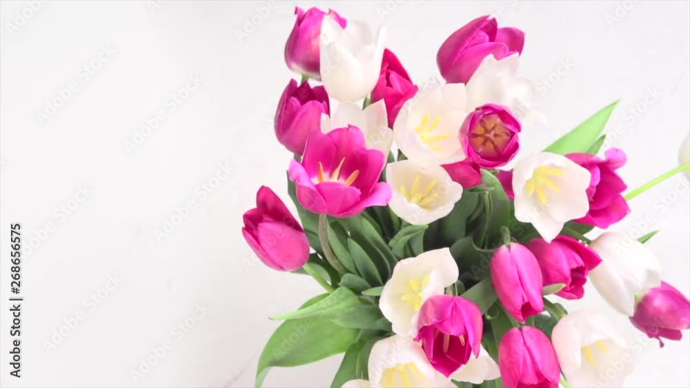 Tulips. Bright pink and white colorful tulip flowers blooming background. Holiday bouquet. Top view. Timelapse. 4K UHD video footage. 3840X2160 Tulips. Bright pink and white colorful tulip flowers blooming background. Holiday bouquet. Top view. Timelapse. 4K UHD video footage. 3840X2160