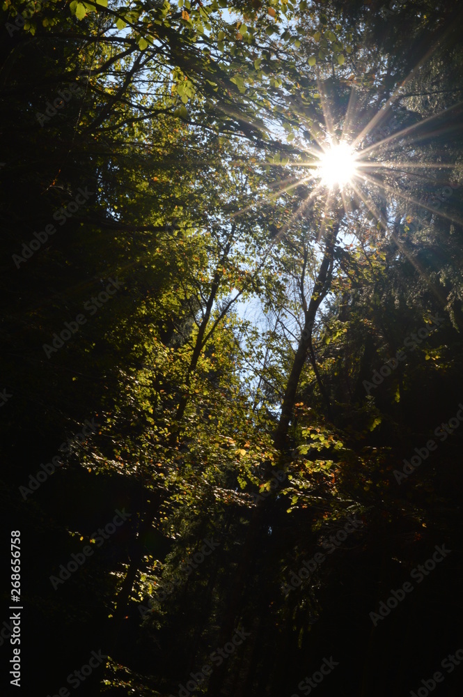 Obraz premium Herbstsonne