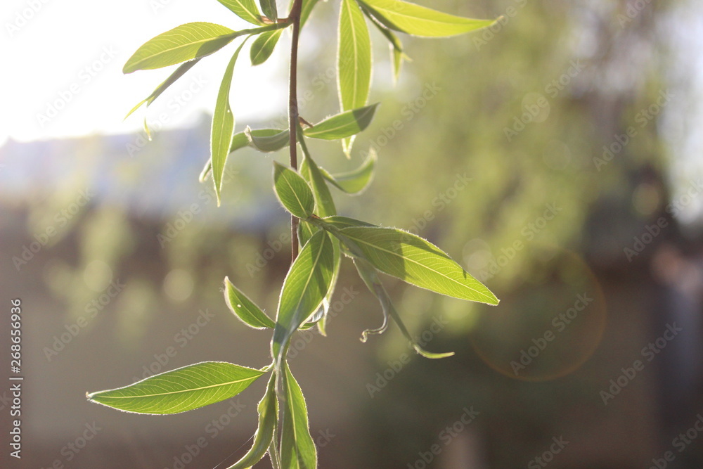 Obraz premium Bright green leaves in the sunshine