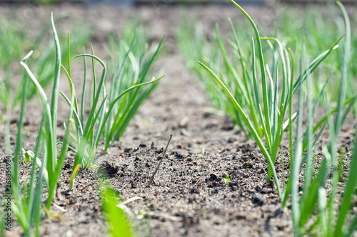 onion grows in the garden