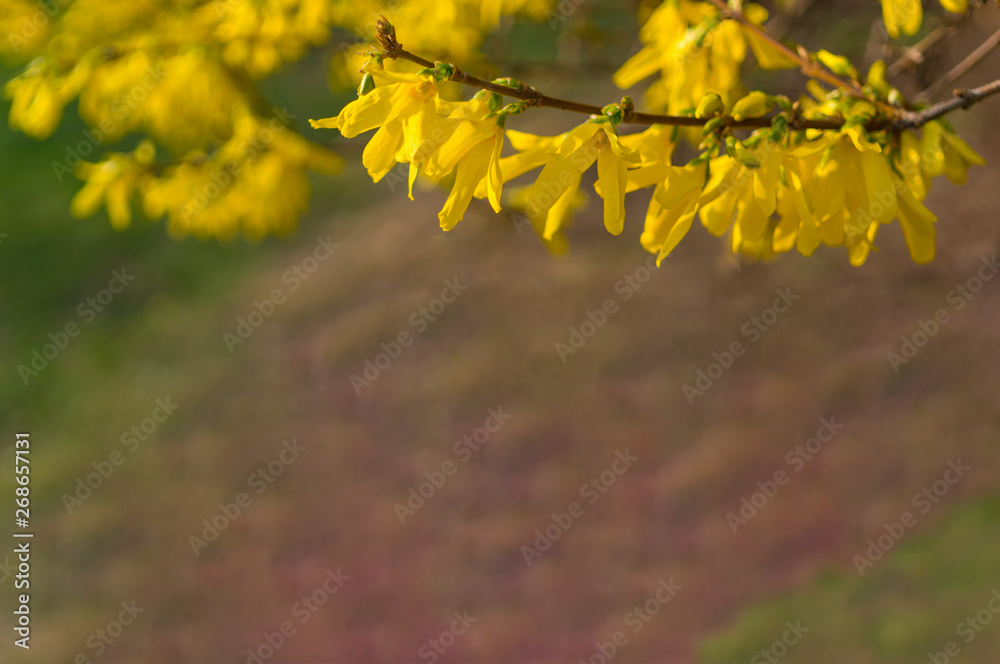 Beautiful branch of blooming forsythia on a blurred background. Copy space.Soft focus. Spring card. Beautiful branch of blooming forsythia on a blurred background. Copy space.Soft focus. Spring card.