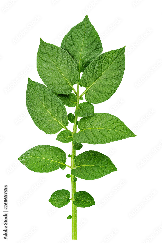twig with green leaves of potatoes isolated on white background. twig with green leaves of potatoes isolated on white background.