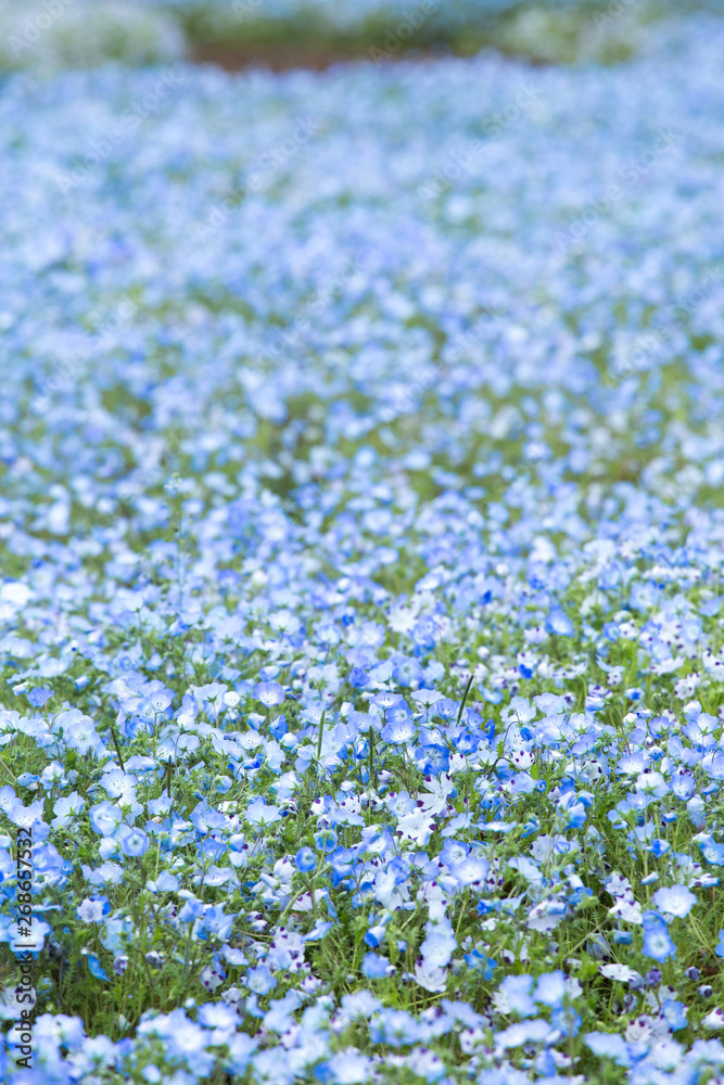 ネモフィラの花畑 ネモフィラの花畑