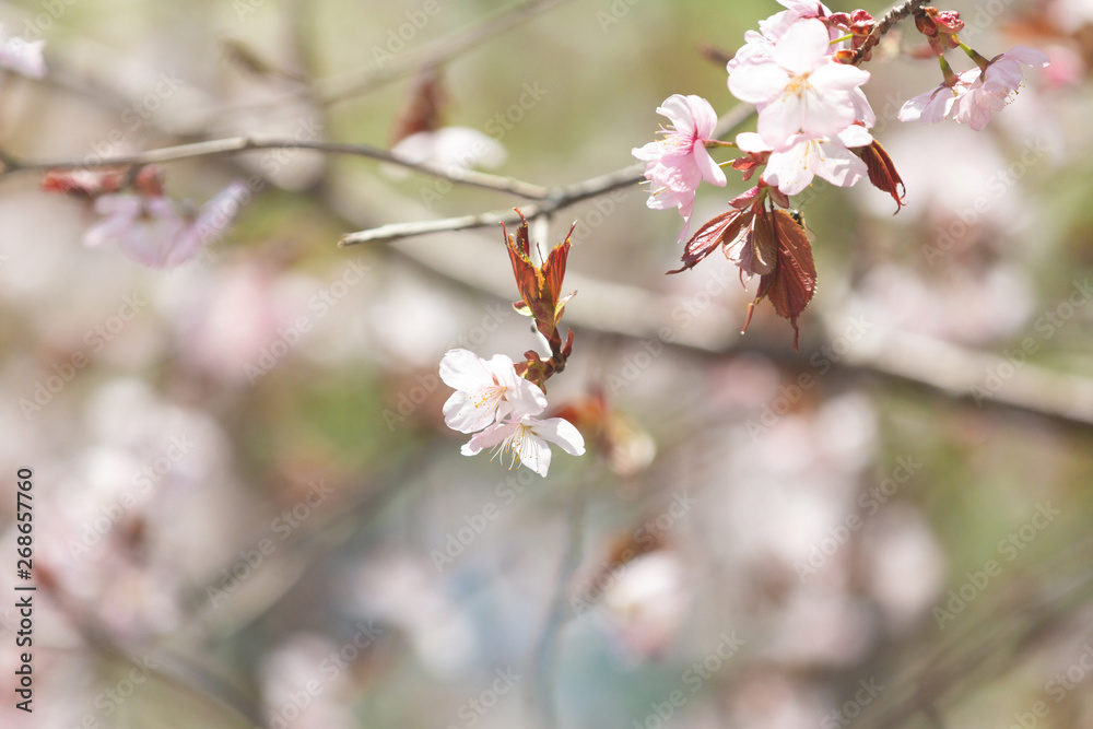 Beautiful Sakura Flower or Cherry Blossom on blue sky Background Beautiful Sakura Flower or Cherry Blossom on blue sky Background