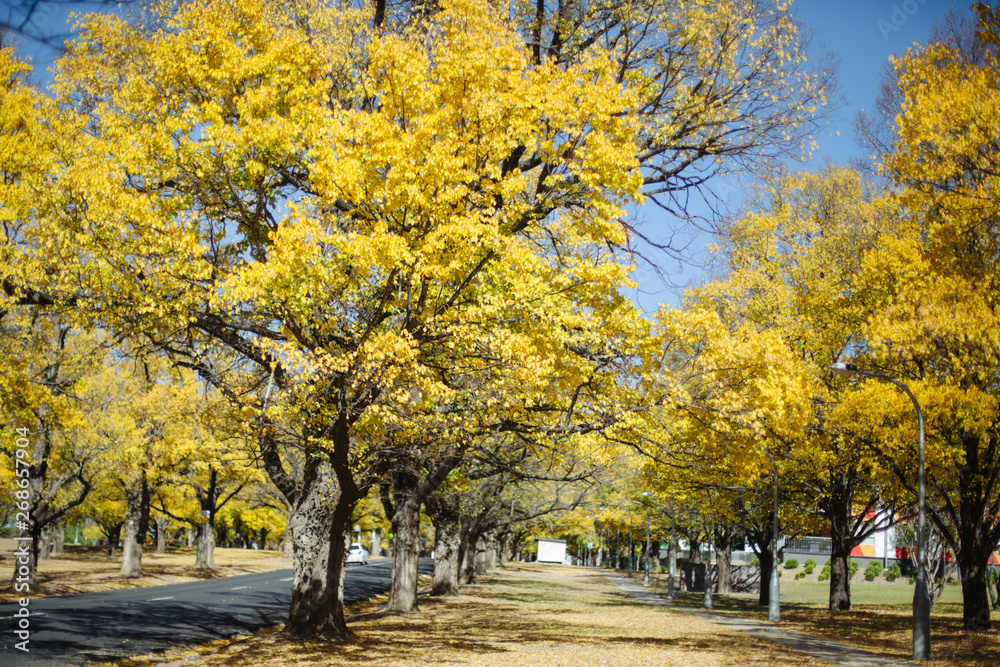 Naklejka premium autumn in the park