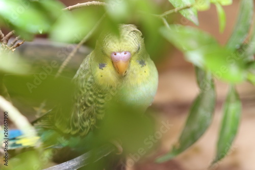 budgie bird sitting on a plant pot