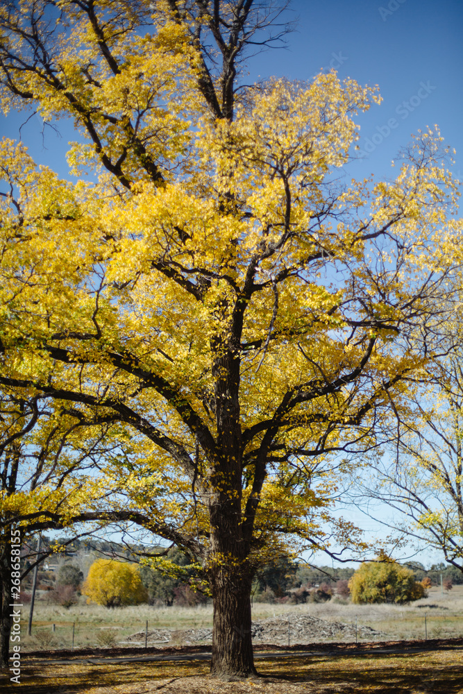 yellow tree in autumn