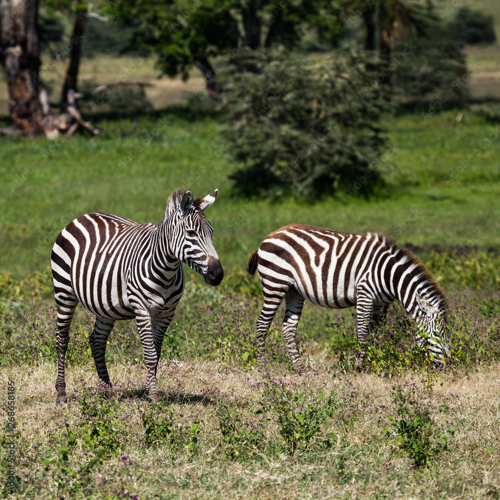 zebra in wild zebra in wild