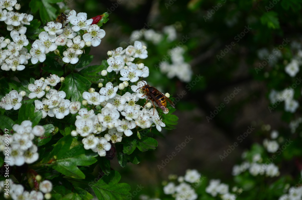 beautiful little white hawthorn flowers on a tree beautiful little white hawthorn flowers on a tree