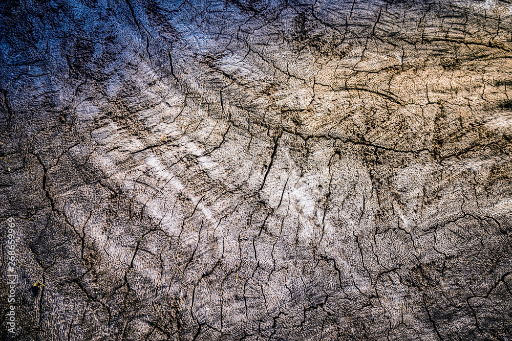Old tree texture natural background. Old tree texture natural background.