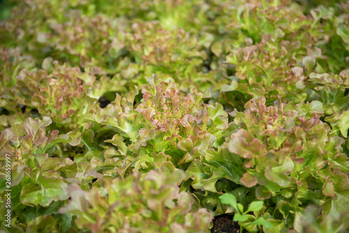 green oak and red oak in vegetable garden 