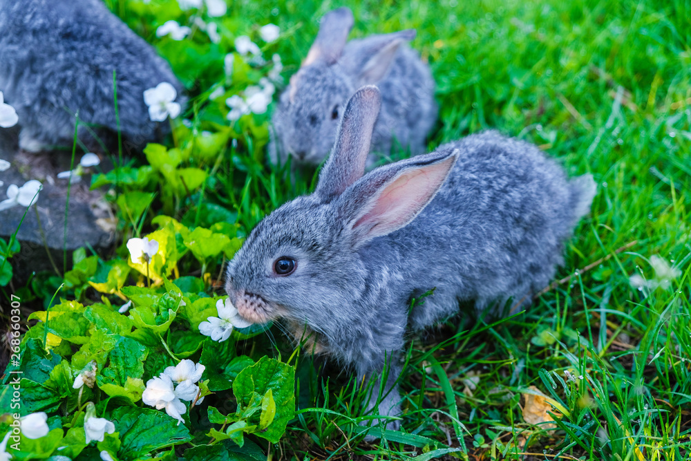 Domestic animals. Small gray rabbits of dewy morning on green grass. Close up. Domestic animals. Small gray rabbits of dewy morning on green grass. Close up.