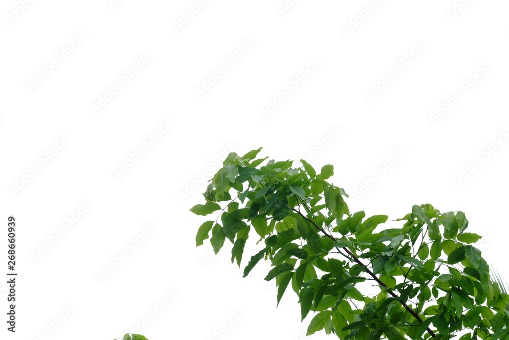 Tropical tree leaves on white isolated background for green foliage backdrop 