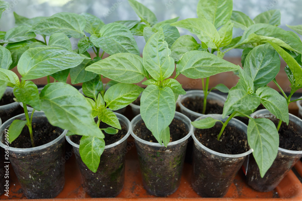 Pepper seedling in the plastic pots on the window Pepper seedling in the plastic pots on the window