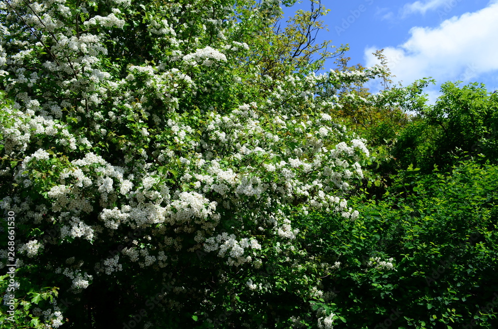 beautiful little white hawthorn flowers on a tree beautiful little white hawthorn flowers on a tree