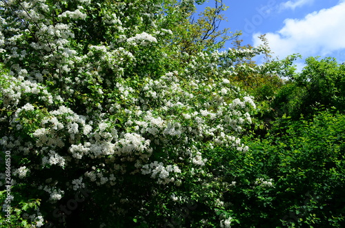 beautiful little white hawthorn flowers on a tree